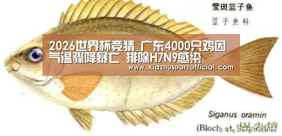 世界杯买球