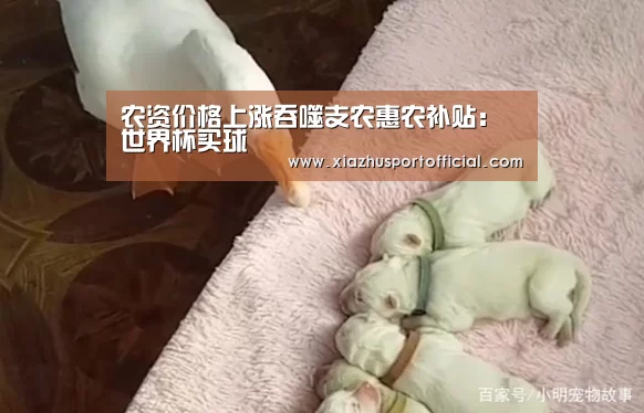 农资价格上涨吞噬支农惠农补贴:世界杯买球(图2) 2026世界杯竞猜